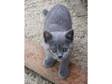 BRITISH Shorthair Blue/Cream female kittens,  innoculated,  insured wormed