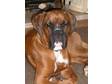 BOXER;  HANDSOME red male. 17 months old. k.c reg. very....