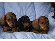 MINATURE SMOOTH Haired Dachshunds Minature Smooth Haired....