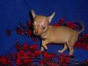 Tea cup chihuahua puppies available